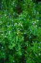 Summer savory (Satureja hortensis) Royalty Free Stock Photo