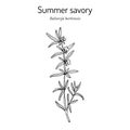 Summer Savory Satureja Hortensis , edible and medicinal plant