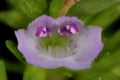 Summer Savory (Satureja hortensis). Flower Closeup