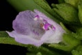 Summer Savory (Satureja hortensis). Flower Closeup