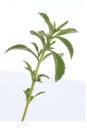 Summer savory Satureja hortensis Royalty Free Stock Photo