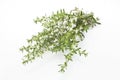 Summer Savory , Satureja Hortensis, Isolated on White Royalty Free Stock Photo