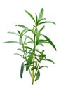 Summer savory Satureja hortensis plant, paths Royalty Free Stock Photo