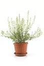 Summer Savory , Satureja Hortensis, Potted Royalty Free Stock Photo