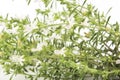 Summer Savory , Satureja Hortensis, on White Background Royalty Free Stock Photo