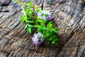 Summer savory (Satureja hortensis) Royalty Free Stock Photo
