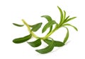 Summer Savory sprig