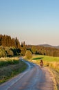 Summer scene, back view of a cyclist riding on the small road lined in forest. A woman cycling in pine tree coniferous avenue and Royalty Free Stock Photo