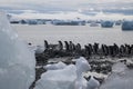 Group of adelie penguins at water`s edge Royalty Free Stock Photo