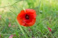 Summer scene with bright red poppy flowers field, golden sunshine. Summer wallpaper background Royalty Free Stock Photo