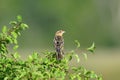 A female bobolink bird perched in a bush Royalty Free Stock Photo