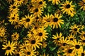 Bright Yellow Wildflowers Royalty Free Stock Photo