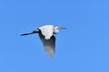 Great Egret bird in flight with spread wings Royalty Free Stock Photo