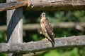 Summer scene of a juvenile fledged Broad-winged hawk on a fence Royalty Free Stock Photo