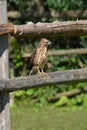 Summer scene of a juvenile fledged Broad-winged hawk Royalty Free Stock Photo