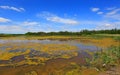 Summer scene on lake in forest Royalty Free Stock Photo