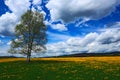 Summer scene landscape, yellow flower meadow with birch tree, beautiful blue sky with big grey white clouds, mountain in the backg Royalty Free Stock Photo