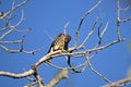 Merlin hawk sit perched on a branch of a dead tree eating Royalty Free Stock Photo