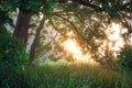 Summer scene in the morning sunlight. Amazing green tree and sun rays through branches. Fresh wild nature landscape Royalty Free Stock Photo