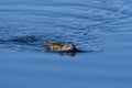 A muskrat swimming along a river Royalty Free Stock Photo