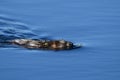 Muskrat swimming on a calm river Royalty Free Stock Photo