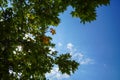 Summer scene of natural fresh green maple leaves foliage branches with clear blue sky and shining light beam background Royalty Free Stock Photo