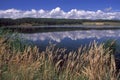 Summer scene with reeds near a small lake with blue sky white clouds Royalty Free Stock Photo