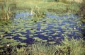 Summer scene with small pond sorrounded by meadows Royalty Free Stock Photo