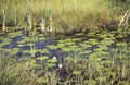 Summer scene with small pond sorrounded by meadows Royalty Free Stock Photo