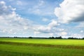 Summer scenery of green field with cloudy sky in sunny day Royalty Free Stock Photo