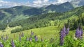 Summer scenery near the Krahbergzinken mountain, Austria