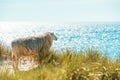 Summer scenery on Sylt island with sheep on the marram grass dunes Royalty Free Stock Photo