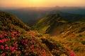 Summer scenic mountains scenery, wonderful summer dawn landscape, amazing blooming pink rhododendron flowers Royalty Free Stock Photo