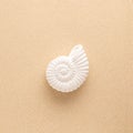 Summer sea concept. Ammonite or snail shell on sand. Top view. Copy space Royalty Free Stock Photo