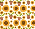 Summer seamless pattern with yellow sunflower flowers. Village endless background, repeating texture. Vector Royalty Free Stock Photo