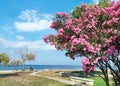 Summer seascape, park with blooming pink flowers, oleander tree, stone benches, beach. Romance on the background of the sea, Royalty Free Stock Photo