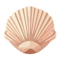 Summer seashell of aquatic mollusk animal shells Royalty Free Stock Photo