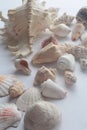 Summer seashell