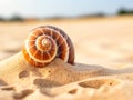 Summer Seashells at the Beach Royalty Free Stock Photo