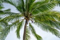 Summer season background amazing Coconut palm trees Beautiful natural tropical background beautiful nature or travel website