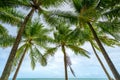 Summer season background amazing Coconut palm trees Beautiful natural tropical background beautiful nature or travel website