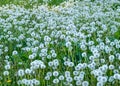 Lot of fluffy dandelions cover grass meadow Royalty Free Stock Photo