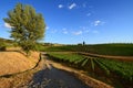 Summer Season, Beautiful Vineyards in Tuscany. Royalty Free Stock Photo