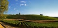 Summer Season, Beautiful Vineyards in Tuscany. Royalty Free Stock Photo