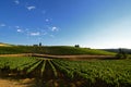 Summer Season, Beautiful Vineyards in Tuscany. Royalty Free Stock Photo