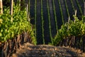 Summer Season, Beautiful Vineyards in Tuscany. Royalty Free Stock Photo