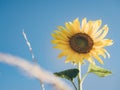 summer season concept from front of big sunflower with blue clear sky background Royalty Free Stock Photo