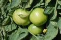 The green tomatoes on the branches in the vegetanle garden. Close up 2