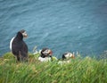 Three atlantic puffins fratercula arctica standing on a grassy cliff over surf water of the atlantic ocean and looking down Royalty Free Stock Photo