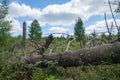 Summer season lying tree trunk inside a storm hidden area